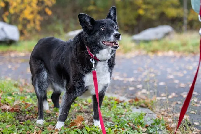 Futomaki - Mischling zur Adoption