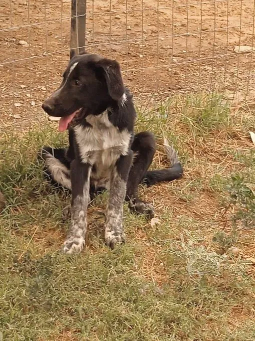 Dog from shelter, Zephir | Dunkelbraun Mischling Male
