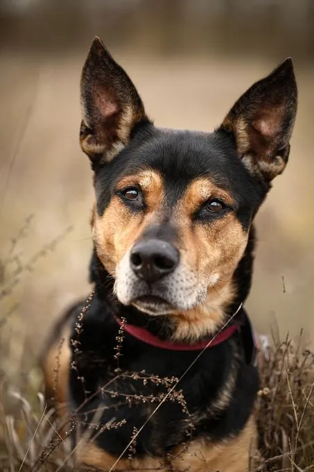 Milow - deutscher-schaeferhund zur Adoption