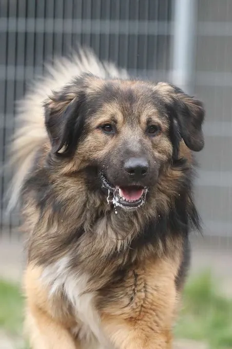 Hund aus Tierheim, Leonardo | Šarplaninac Mix Männlich