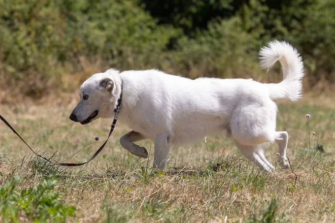 Dog from shelter, Arion | Weiß Arion Male