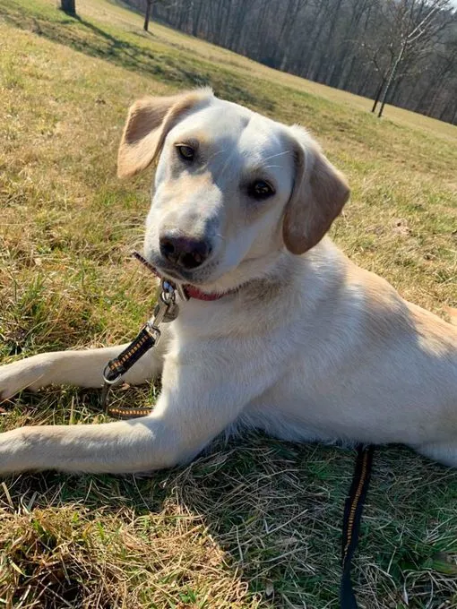 Dog from shelter, Lucy | Blonde Mischling Female