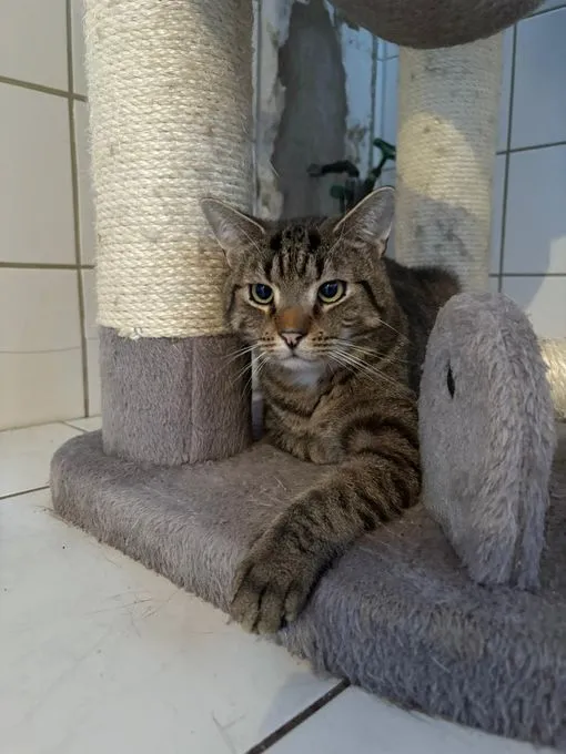 Konstantin - EKH zur Adoption