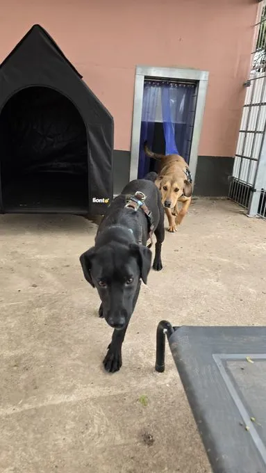 Dog from shelter, Timi Möchte Raus Und Lernen | Schwarz Mischling Male