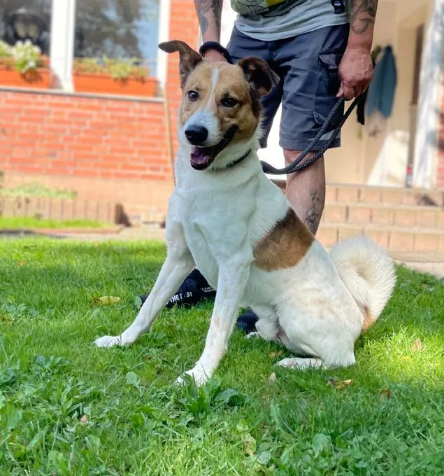 Hund aus Tierheim, Rocky | Weiß Braun Mischling Männlich