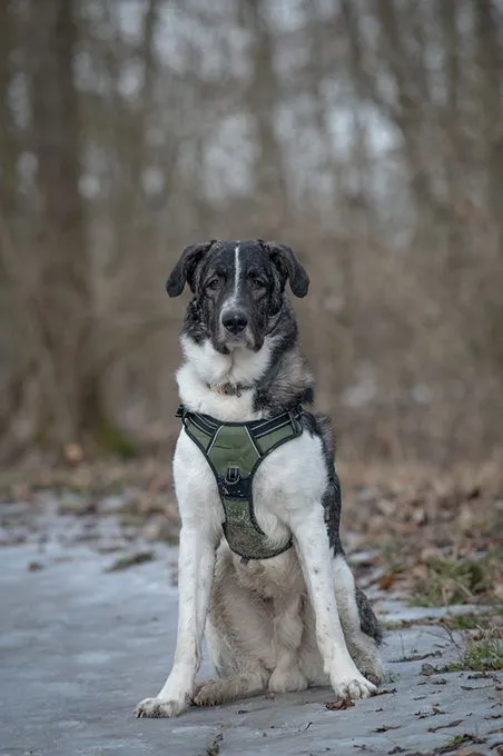 Baxter - HSH-Mix zur Adoption