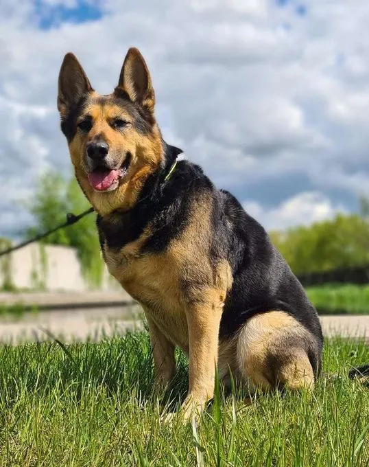 Hund aus Tierheim, Chiko | Schäferhund Husky Mix Männlich