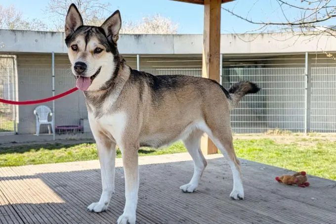 Hund aus Tierheim, Shila | Husky Labrador Mix Weiblich