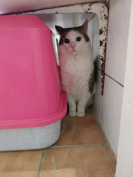 Katze aus Tierheim, Jenny | Weiß Getigert Ekh Weiblich