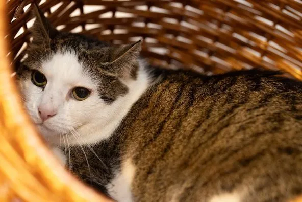 Cat from shelter, Jenny | Weiß Getigert Ekh Female