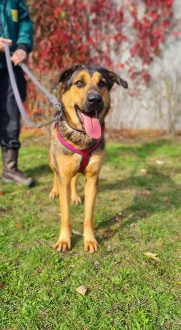 Hund aus Tierheim, Vicky | Schäferhund Mix Weiblich