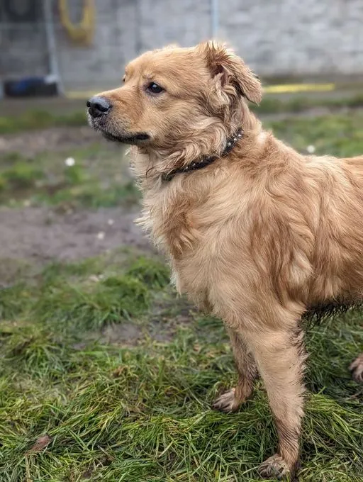 Dog from shelter, Darius | Kokoni Mix Male
