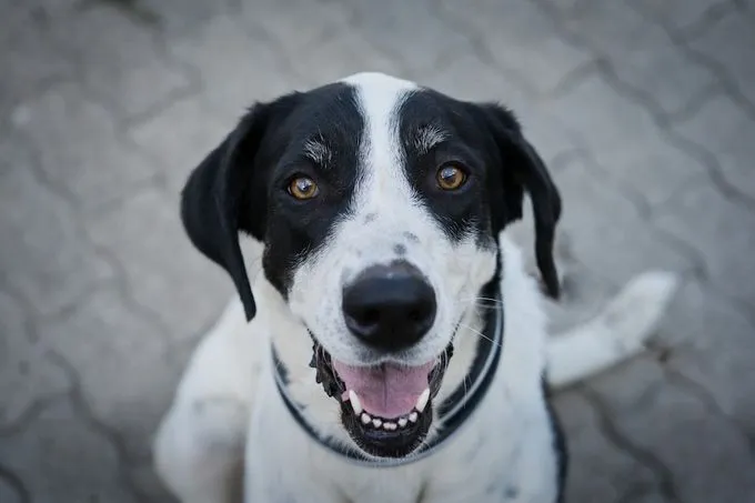 Filia - herdenschutzhund-mix zur Adoption