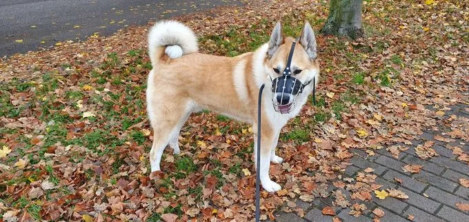 Hund aus Tierheim, Enrico | Laika Männlich