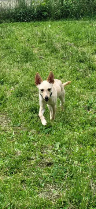 Dog from shelter, Funky | Beige Mischling Female