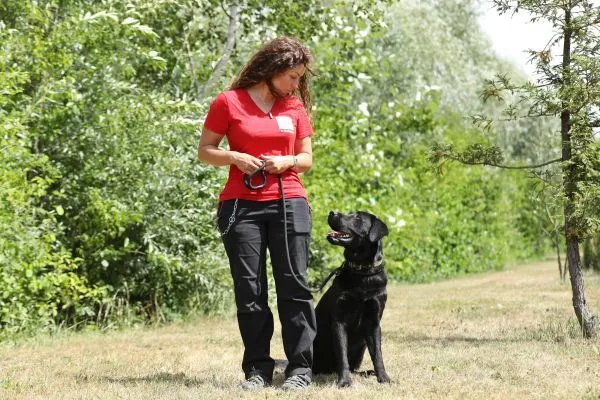 Dog from shelter, Bimbam | Labrador Mix Male