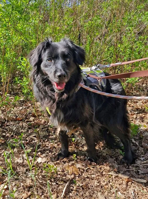 Nika - mischling zur Adoption