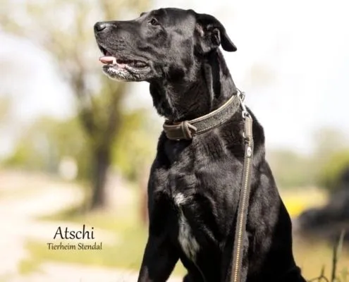 Dog from shelter, Atschi | Labrador Mix Male