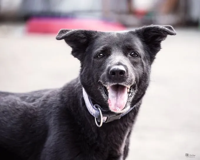 Ronja - labrador-mix zur Adoption