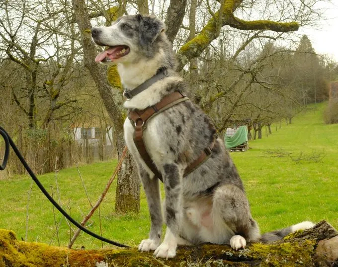Dog from shelter, Tayo | Tricolor Australian Shepherd Mix Male