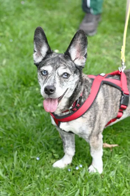 Hund aus Tierheim, Sherina | Dackel Mix Weiblich