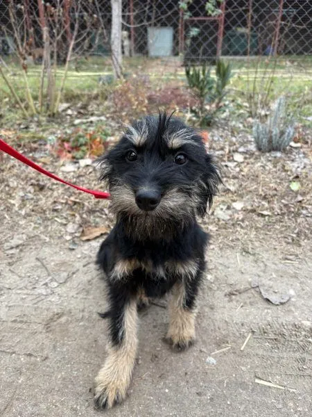 Dog from shelter, Heki | Schwarz Heki Male