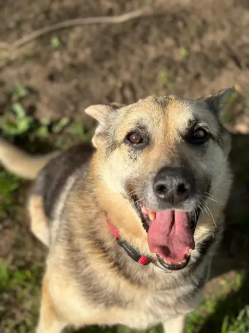 Dog from shelter, Lev | Braun Schwarz Schäferhund Mischling Male