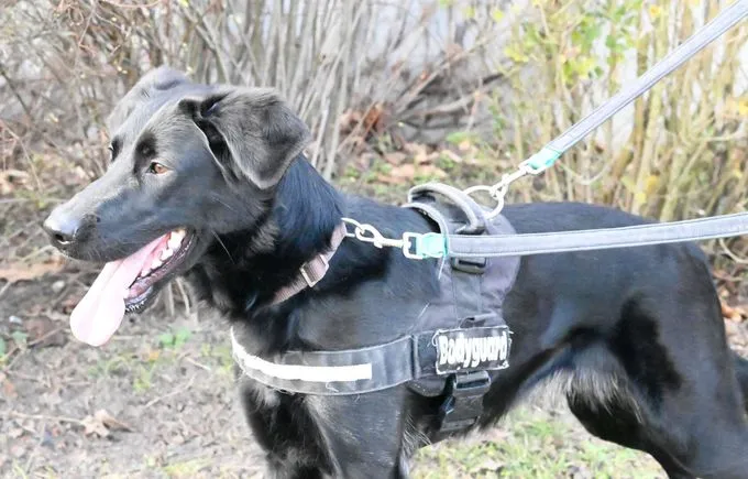 Dog from shelter, Clara | Labrador Retriever Mix Female