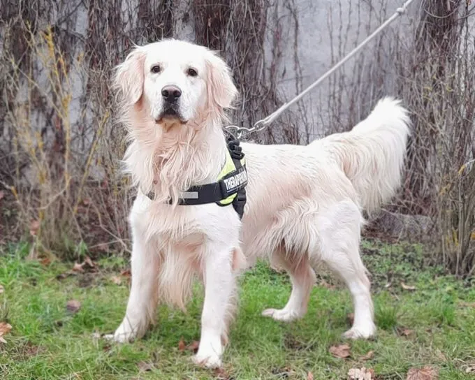 Hund aus Tierheim, Logan | Golden Retriever Männlich
