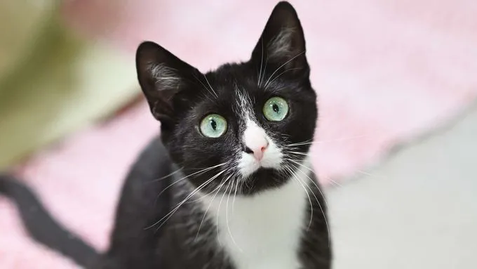 Cecil - ekh zur Adoption