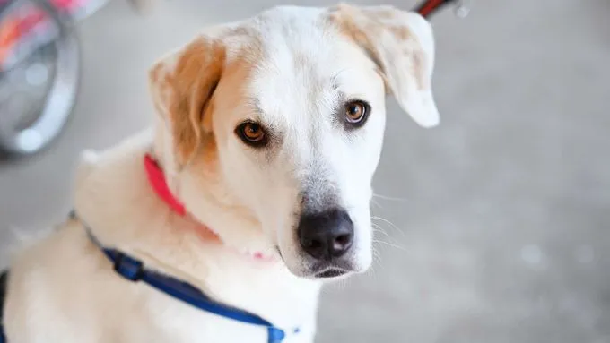 Unka - herdenschutzhund-mix zur Adoption