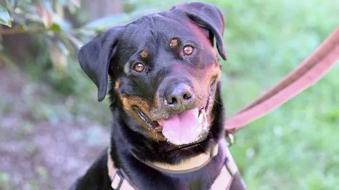 Zeus - rottweiler zur Adoption