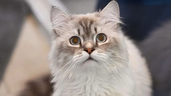 Luis - Katze zur Adoption