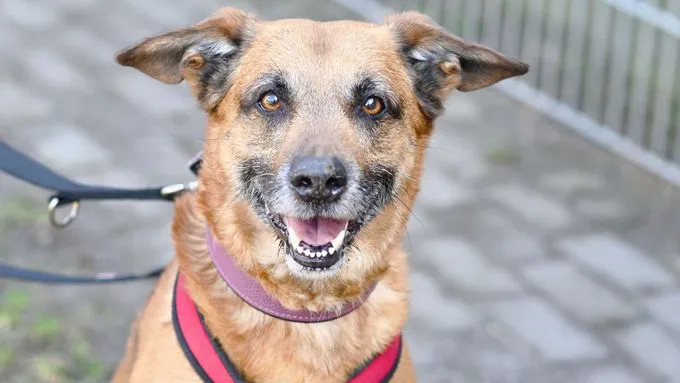 Odin - schaeferhund-mix zur Adoption