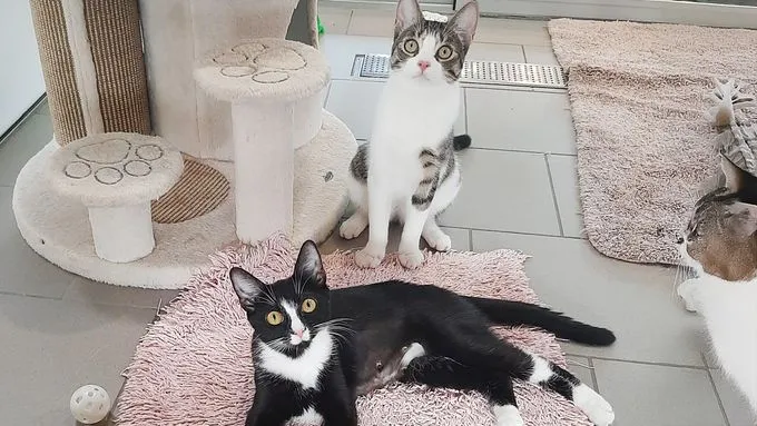 Loki & Lora - ekh zur Adoption