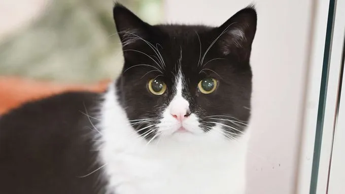 Mimo - ekh zur Adoption