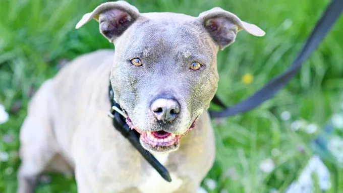 Bella - staffordshire-mix zur Adoption