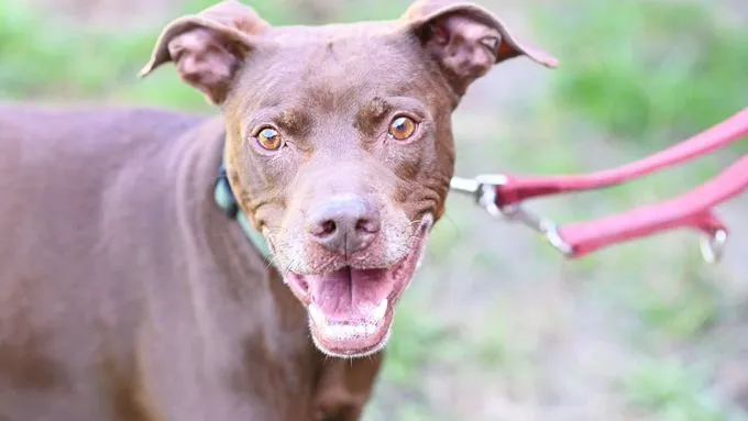 Bowie - labrador-mix zur Adoption