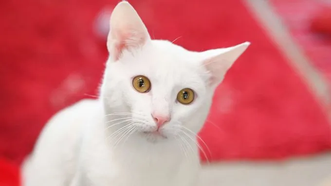 Sir James - ekh zur Adoption