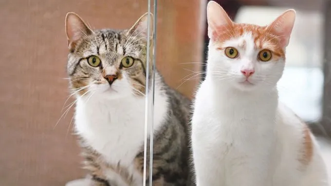 Zephir & Poldy - ekh zur Adoption