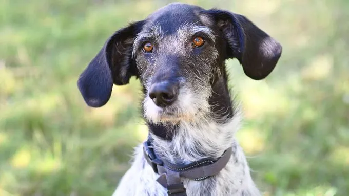 Grace - Hund zur Adoption