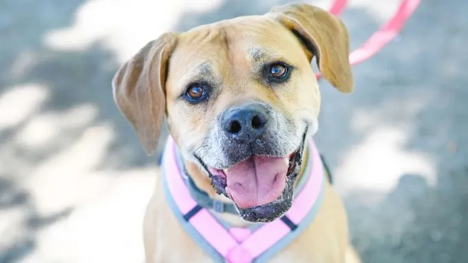 Lissy - Hund zur Adoption