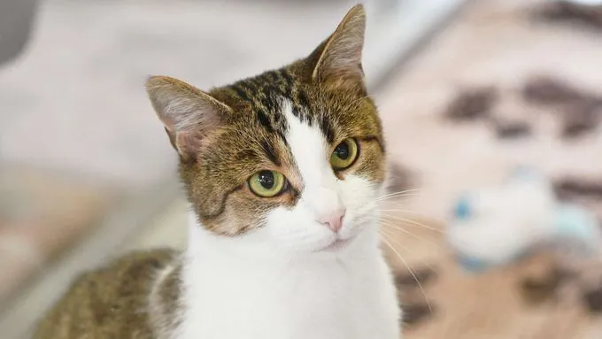 Lina - ekh zur Adoption