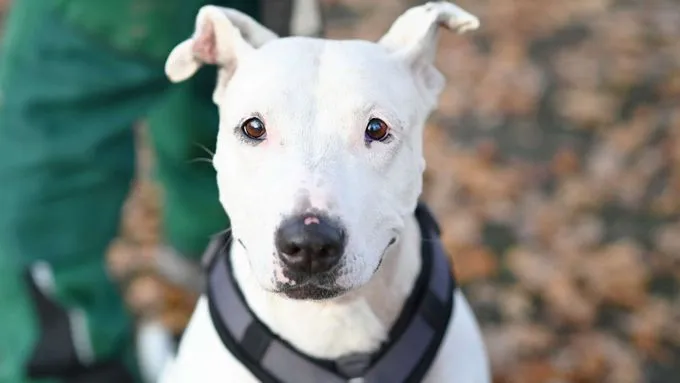Mallow (Marshmallow) - bull-terrier zur Adoption