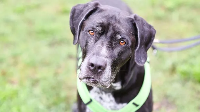 Penny - Hund zur Adoption