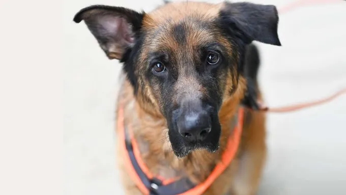Jasper - deutscher-schaeferhund zur Adoption