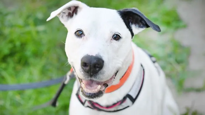 Bob - staffordshire-mix zur Adoption