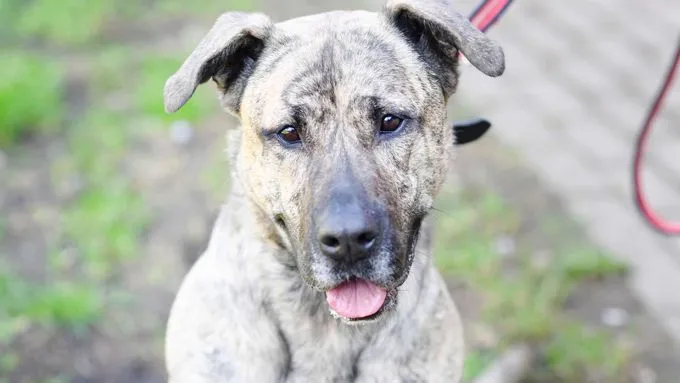 Ninia - Hund zur Adoption