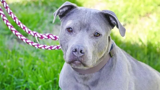 Ceyla - staffordshire-mix zur Adoption