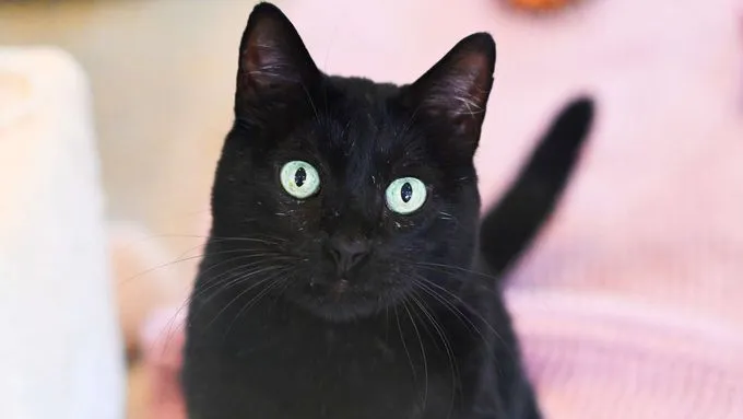 Max - ekh zur Adoption